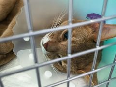 -纳吉亚猫专科动物诊疗中心(蒋宅口分院)