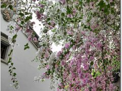 -深圳国际园林花卉博览园