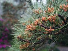 -西湖外事游船(花港观鱼码头)