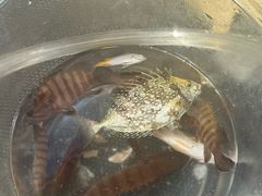 -小猫钓鱼海钓俱乐部(椰梦长廊店)