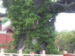 -大槐树寻根祭祖园