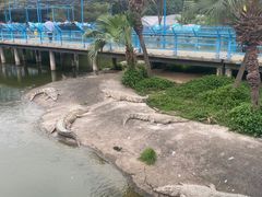 -广州长隆飞鸟乐园