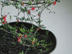 -棠湖公园