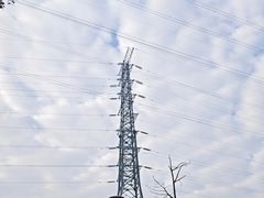 -王借岗森林公园
