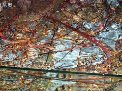 龙虾-渔民新村(番禺总店)