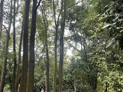 -南山植物园