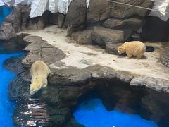 -海合安武汉极地海洋公园