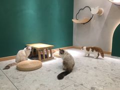 -飞行喵MR PILOT|猫舍·猫咖(静安大融城店)
