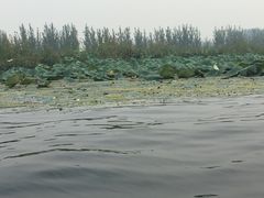 -白洋淀景区