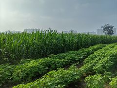 -汉长安城未央宫国家考古遗址公园