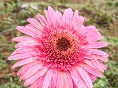 -松山湖梦幻百花洲