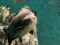 -上海海洋水族馆