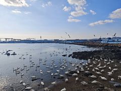 -烟墩角天鹅湖