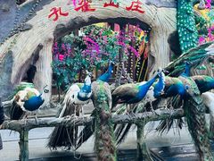 -西双版纳原始森林公园