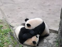 -都江堰中华大熊猫苑