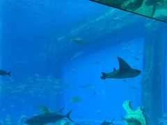 -亚特兰蒂斯•OSSIANO奥西亚诺海底餐厅