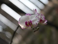 -广州兰圃