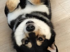 -柴迷FANS CLUB·柴犬狗咖·猫咖