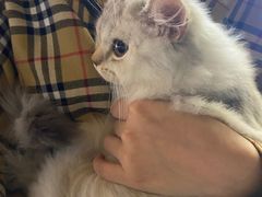 -钦宠·猫咪售卖·洗护·寄养(东圃旗舰店)