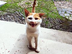 -司徒庙