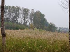 -东郊湿地公园