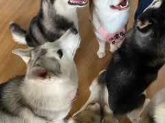-Husky Go! 哈士奇体验馆·宠物咖啡厅狗咖