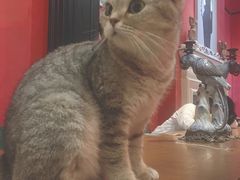 -猫色咖啡·猫咖