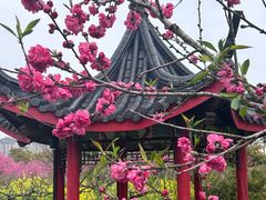 -南汇桃花村