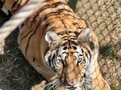 -西霞口神雕山野生动物世界