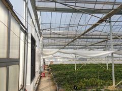-喜杨洋草莓采摘园