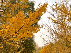 -长白岛森林公园