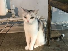 -猫咪咖啡·猫咖(万达广场店)