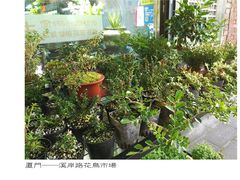 -溪岸路花鸟市场