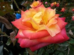 -人民公园(罗湖区)