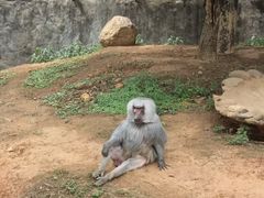 -昆明动物园