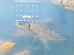 -淘米捞·米汤脆鲩鱼火锅(福田皇岗店)