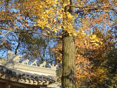 -灵谷景区