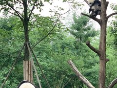-都江堰中华大熊猫苑