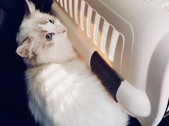 -猫大福·Fortune Cat猫舍(百子湾店)