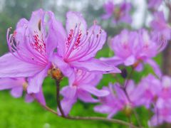 -上海滨江森林公园