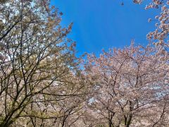 -苏州上方山国家森林公园