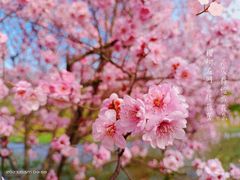 -花开海上生态园