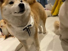 -柴务处·柴犬主题狗咖