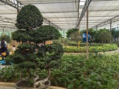 -南宫五洲植物乐园