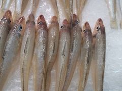 牛奶鱼-茂港柏香(侨港路店)