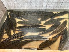 -风情丽江斑鱼火锅(孙家沟西南路80号店)