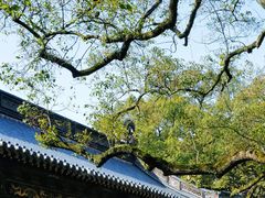 -普陀山风景名胜区-法雨禅寺