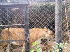-海南热带野生动植物园