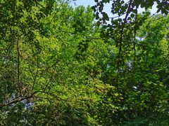 -长白岛森林公园