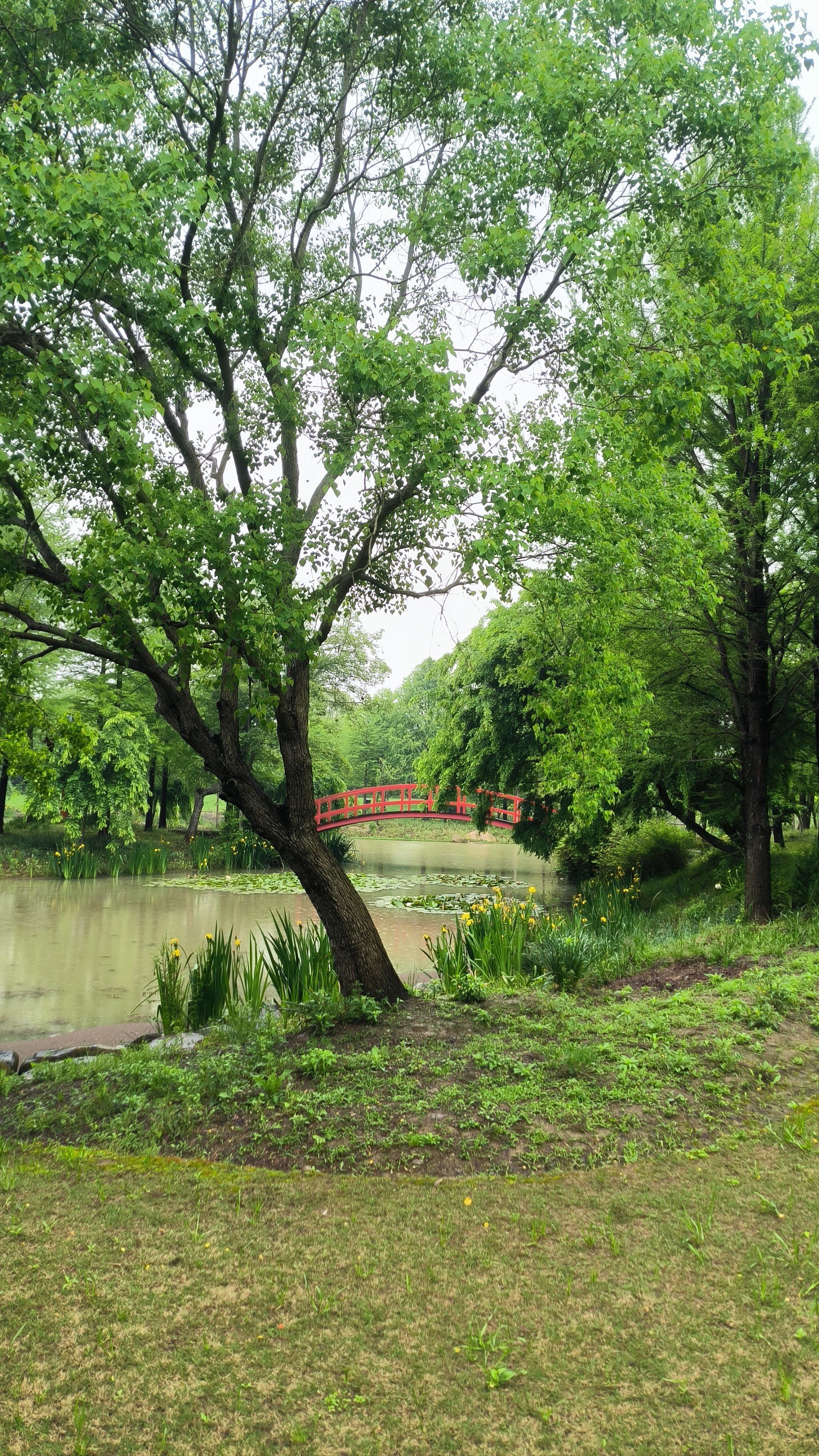 五一遛娃    #三叶.梦华苑 ,绿叶成荫